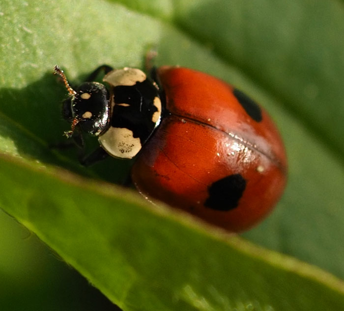 Zweipunktmarienkäfer, Adalia bipunctata